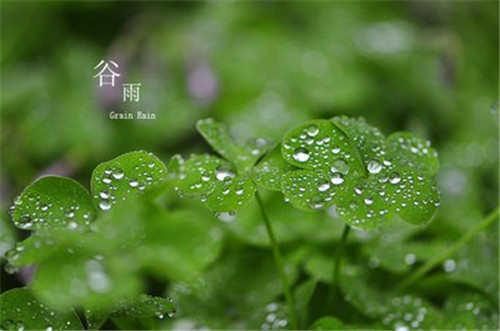 2022節(jié)氣谷雨吃什么_谷雨吃什么傳統(tǒng)食物